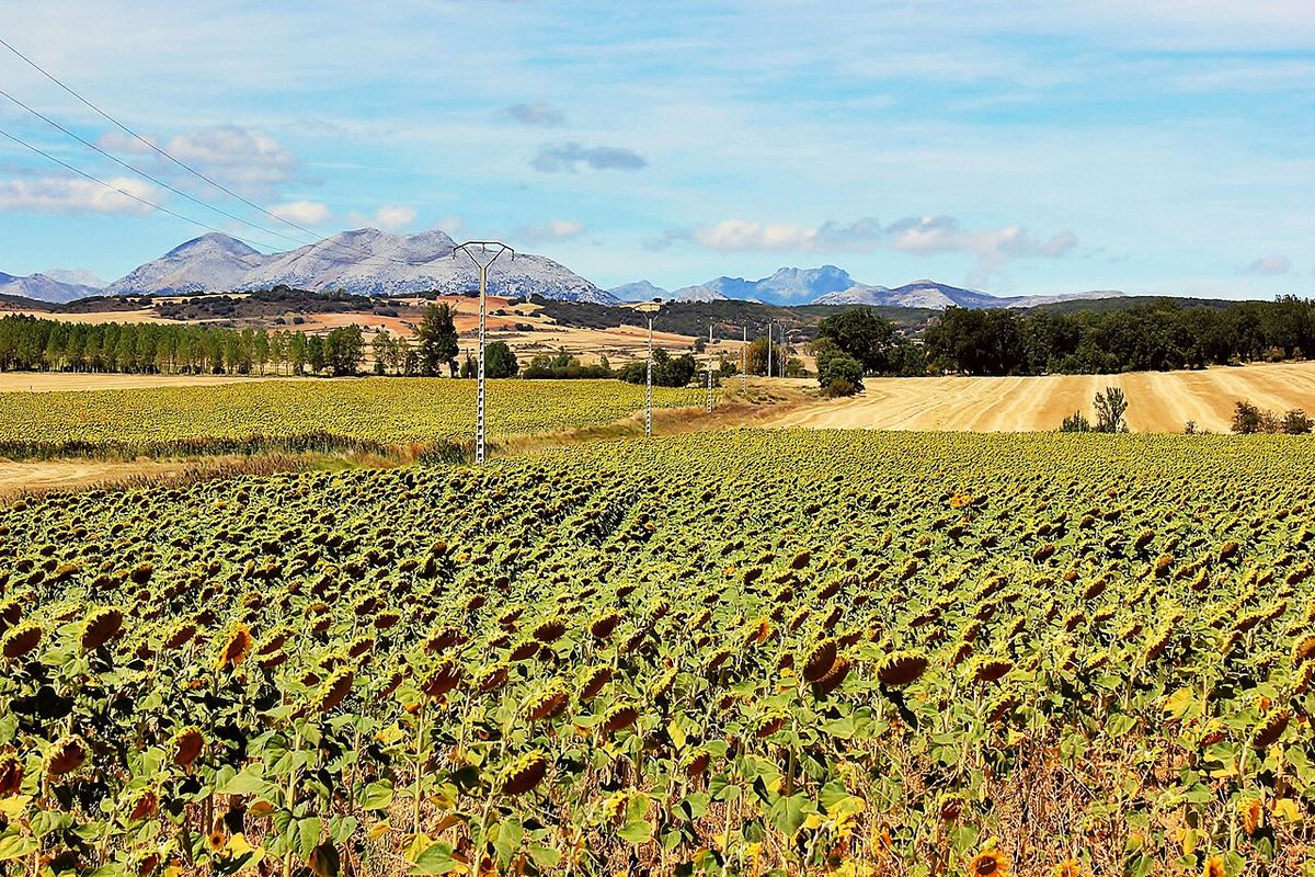 Campo de girasoles en Castilla con la sierra al fondo