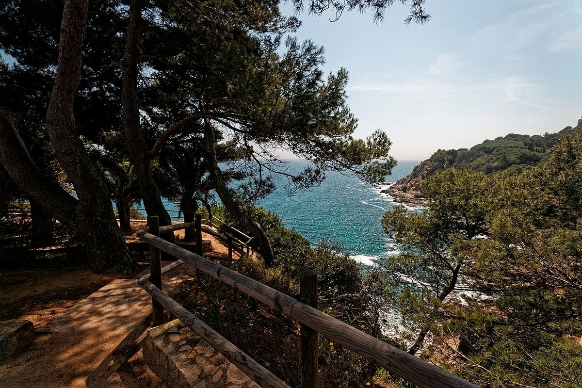 Sendero entre pinos junto a una cala de la Costa Brava con el mar turquesa