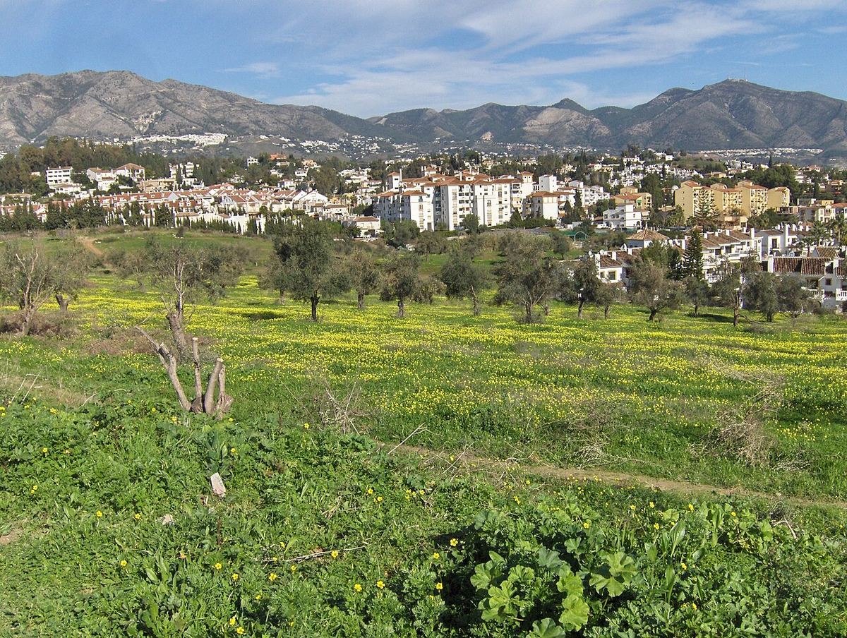 Olivos jóvenes en un prado verde con un pueblo blanco al fondo en Mijas