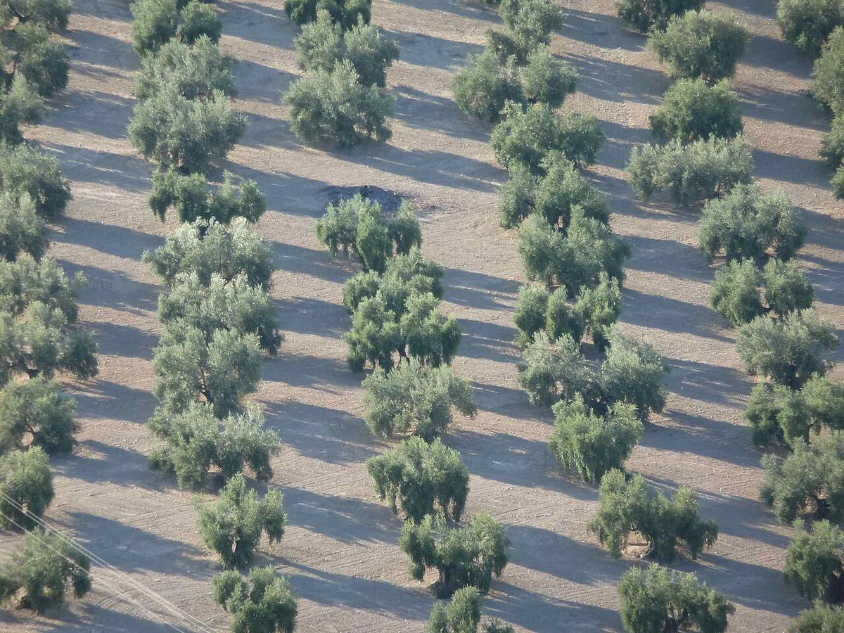 Vista aérea de hileras regulares de olivos sobre tierra clara